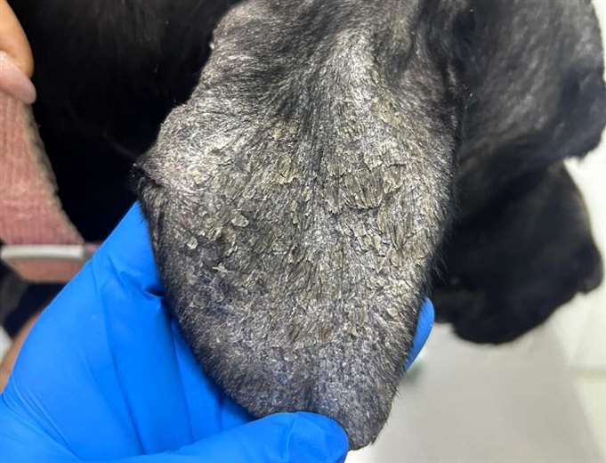 Por primera vez, Costa Rica identifica inusual parásito en perros y su transmisión local