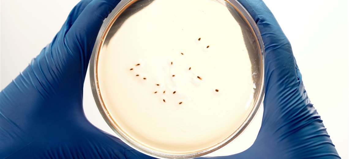 Colegio de Veterinarios: Perros y gatos no transmiten Leishmania infantum
