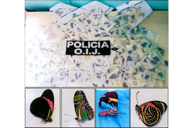 Decomiso de insectos