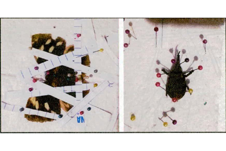 Decomiso de insectos