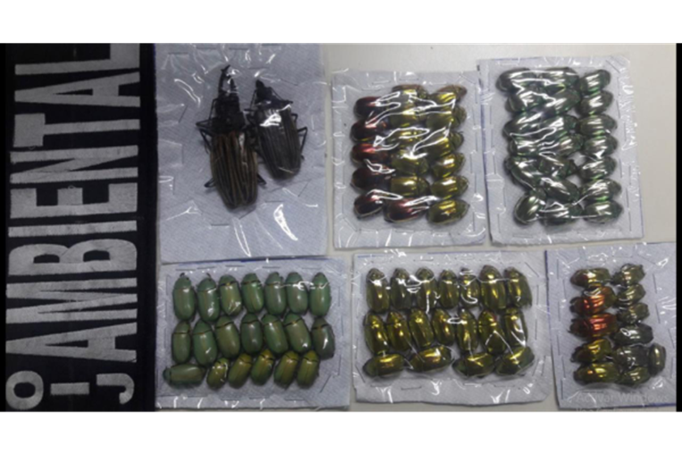 Decomiso de insectos