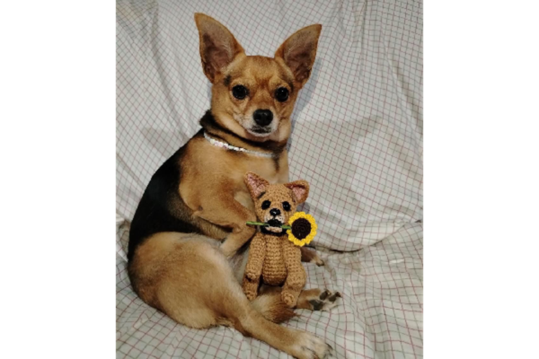 Mascoticas