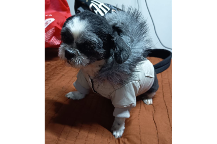 Mascoticas
