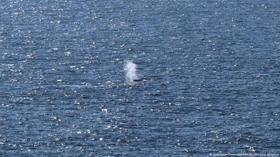 Timmy, la ballena jorobada, liberada en el mar del Norte