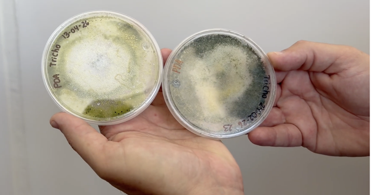 Proyecto de la UNED convierte residuos orgánicos en setas comestibles, bioinsumos agríco