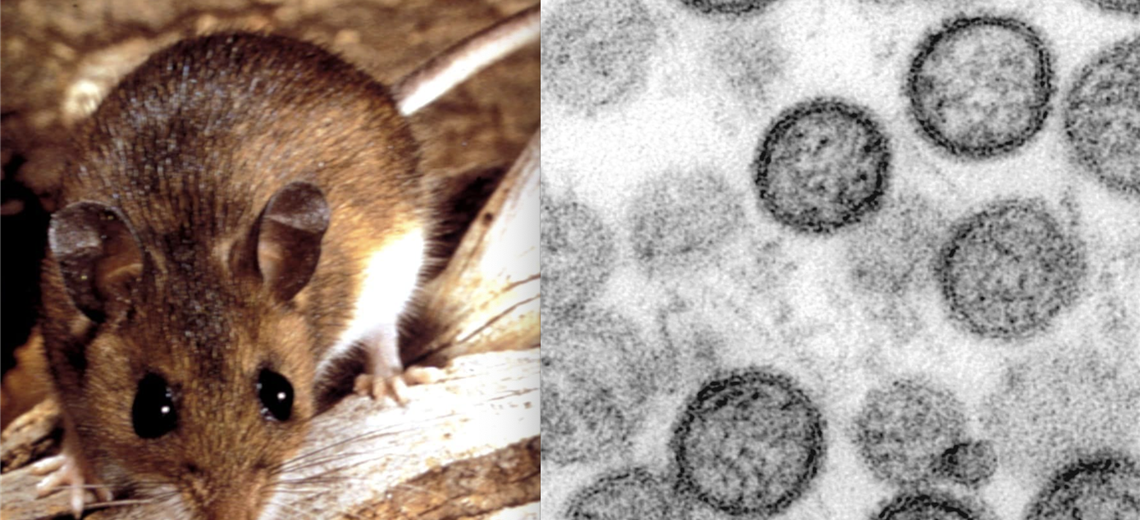 ¿Qué es el hantavirus, la rara enfermedad que ya causó tres muertes en un crucero en el Atlántico?