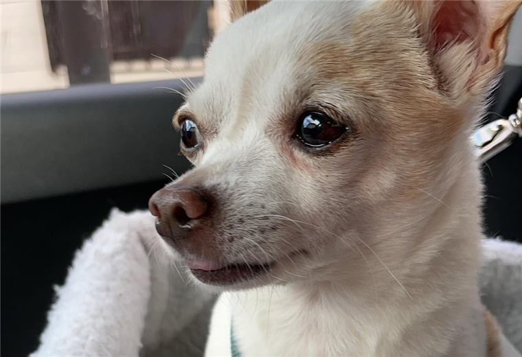 “Hoy un pitbull me arrebató un pedazo de mi corazón. Descansa en paz mi cachorrito 2012-20