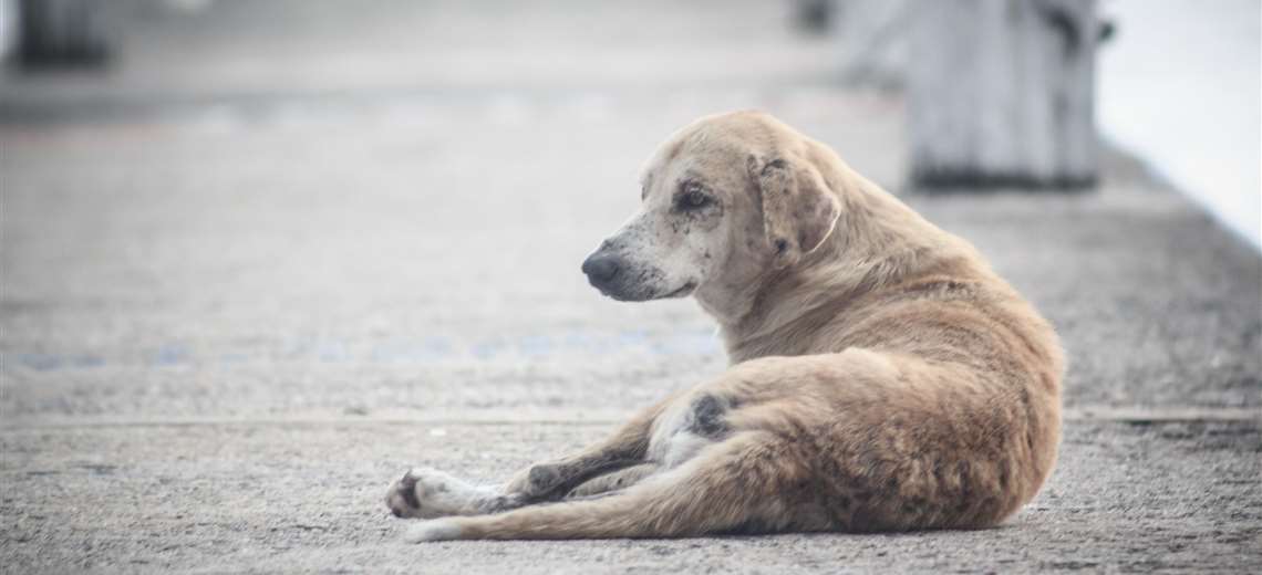 ¿Quién responde si un perro mata a su mascota mientras la saca a caminar?