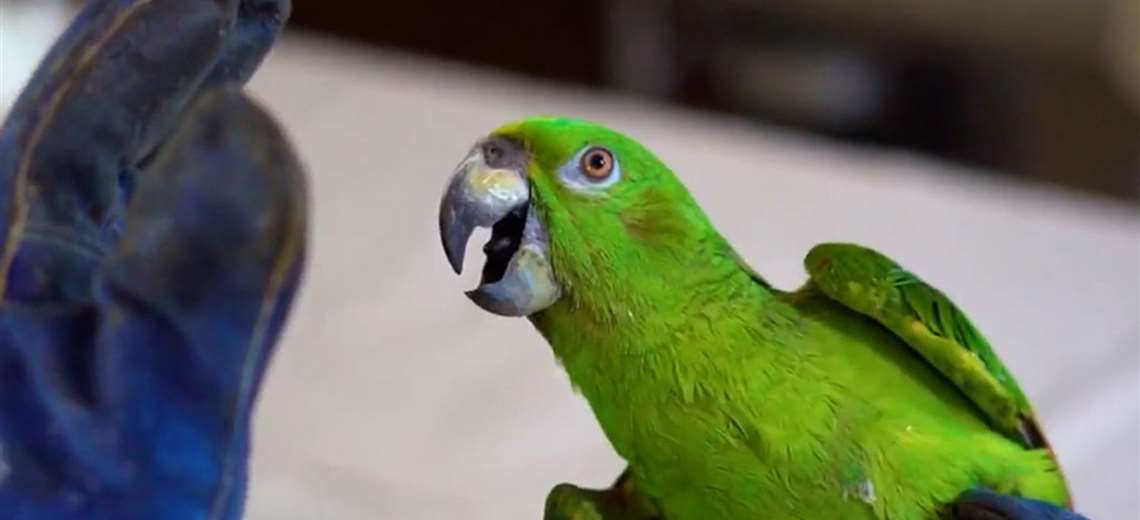 Propuesta que permitiría cautiverio de aves enciende alarmas entre expertos