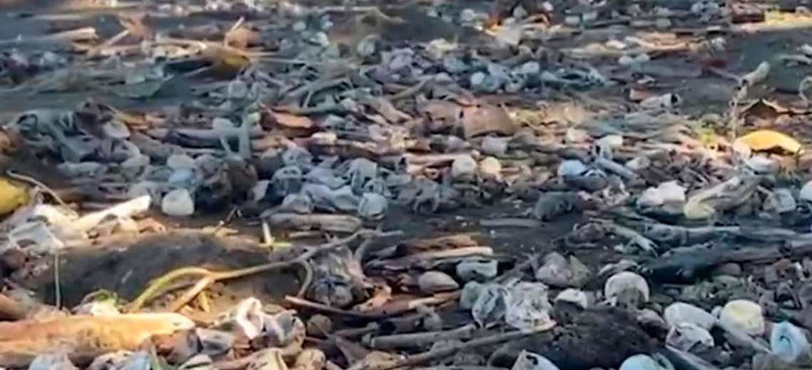 Miles de huevos de tortuga fueron arrastrados por 
