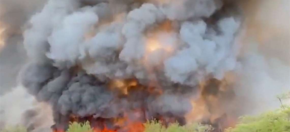 Autoridades ya reportan muerte de miles de tortugas en incendio de Palo Verde