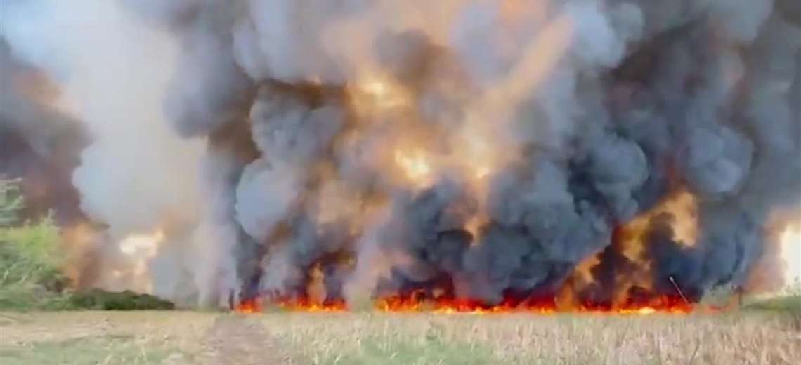 Bomberos salvan tortuga en medio del fuego en Palo Verde