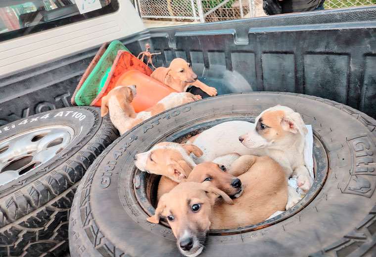 Video: Policías rescatan a cachorros abandonados dentro de saco en Aserrí