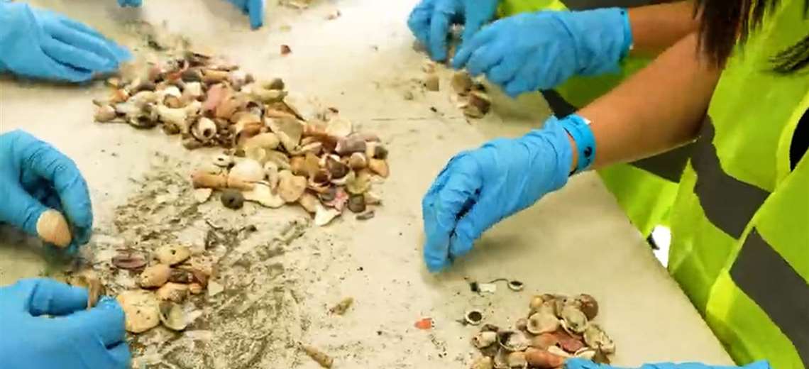 De souvenir a decomiso: casi 9 mil kilos de conchas fueron recuperadas en Guanacaste