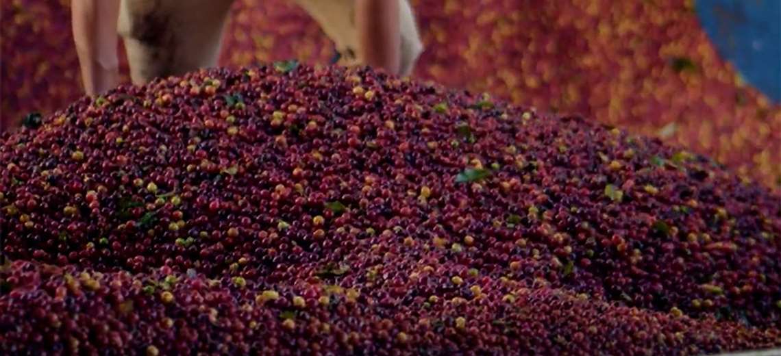 Familia caficultora de Naranjo apuesta por un mode